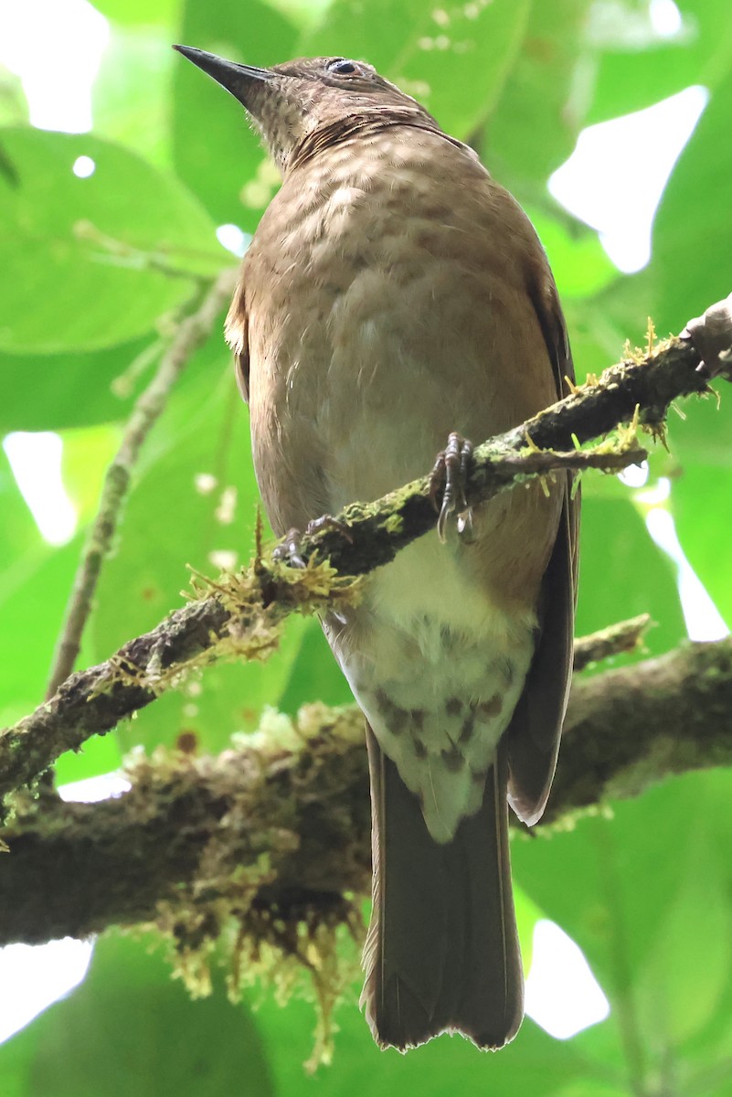 Pale-vented Thrush - ML637486640