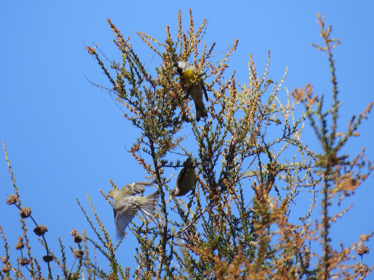 Lawrence's Goldfinch - ML637486651