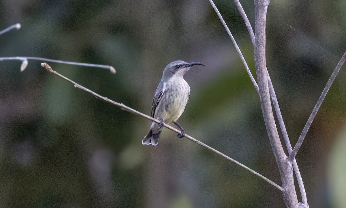 Amethyst Sunbird - ML637486656