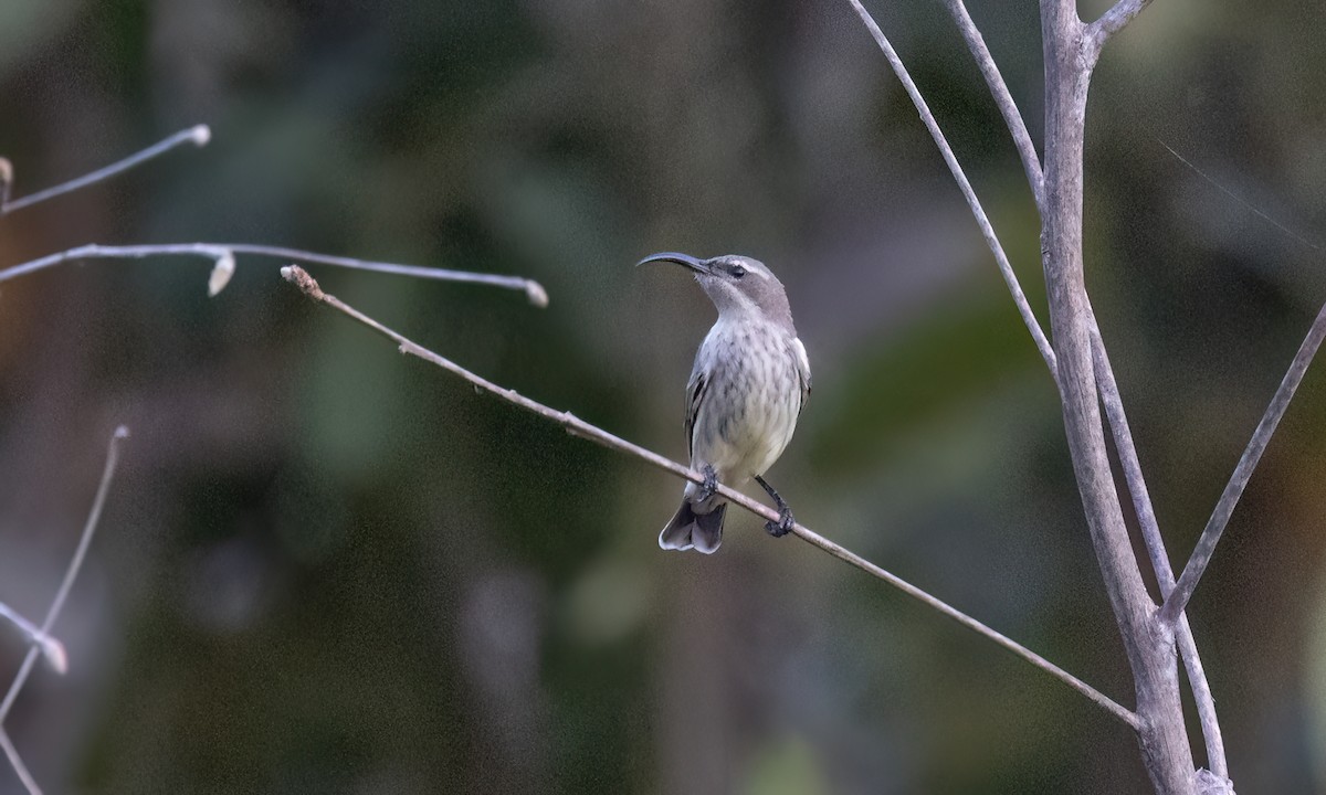 Amethyst Sunbird - ML637486657
