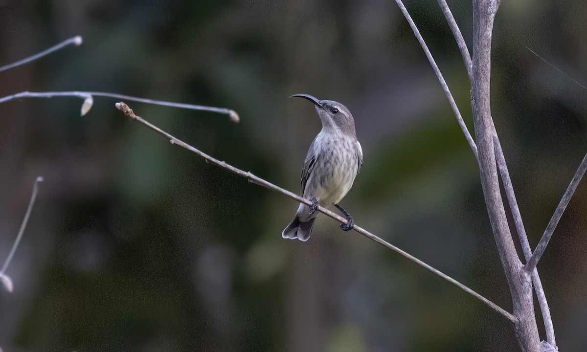 Amethyst Sunbird - ML637486658