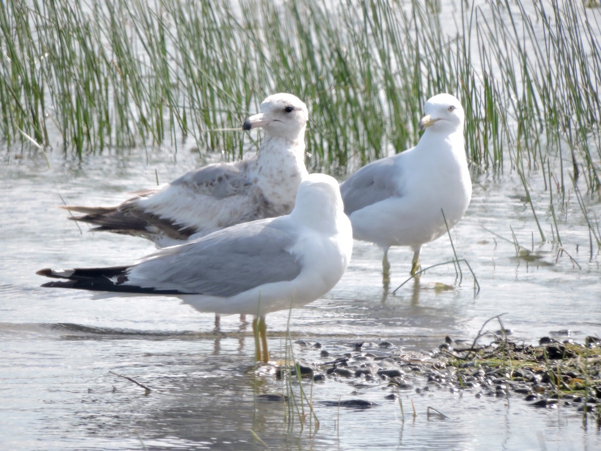 Kalifornienmöwe - ML637486666