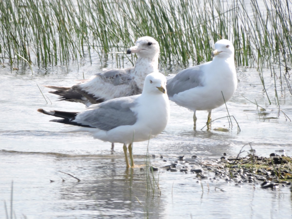Ring-billed Gull - ML637486673
