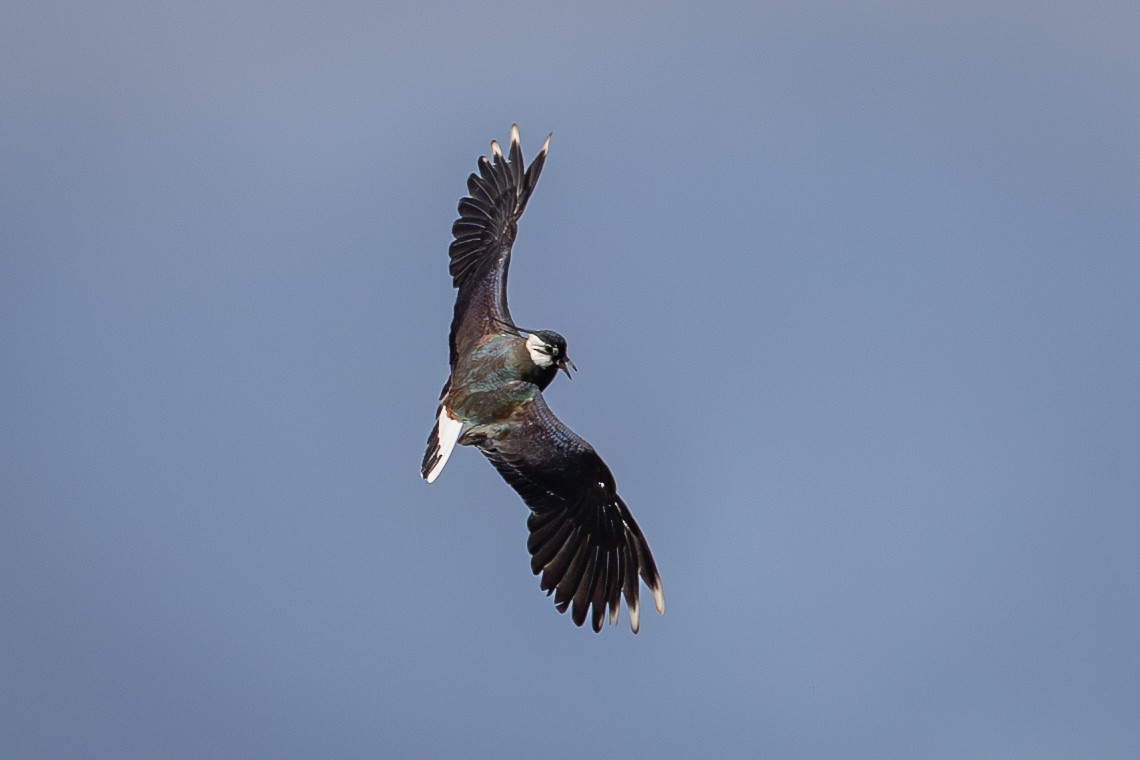 Northern Lapwing - ML637486733