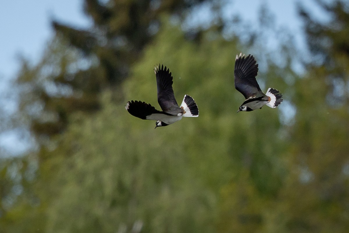 Northern Lapwing - ML637486734
