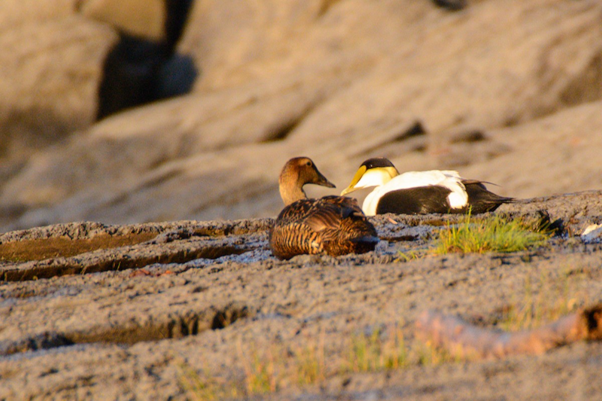 Common Eider - ML637486782