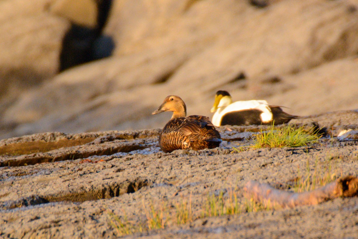 Common Eider - ML637486783