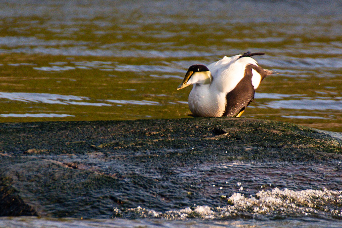 Common Eider - ML637486784