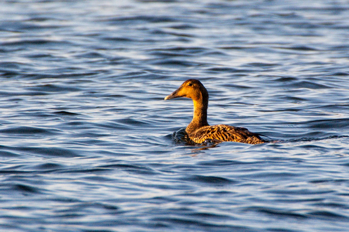 Common Eider - ML637486785