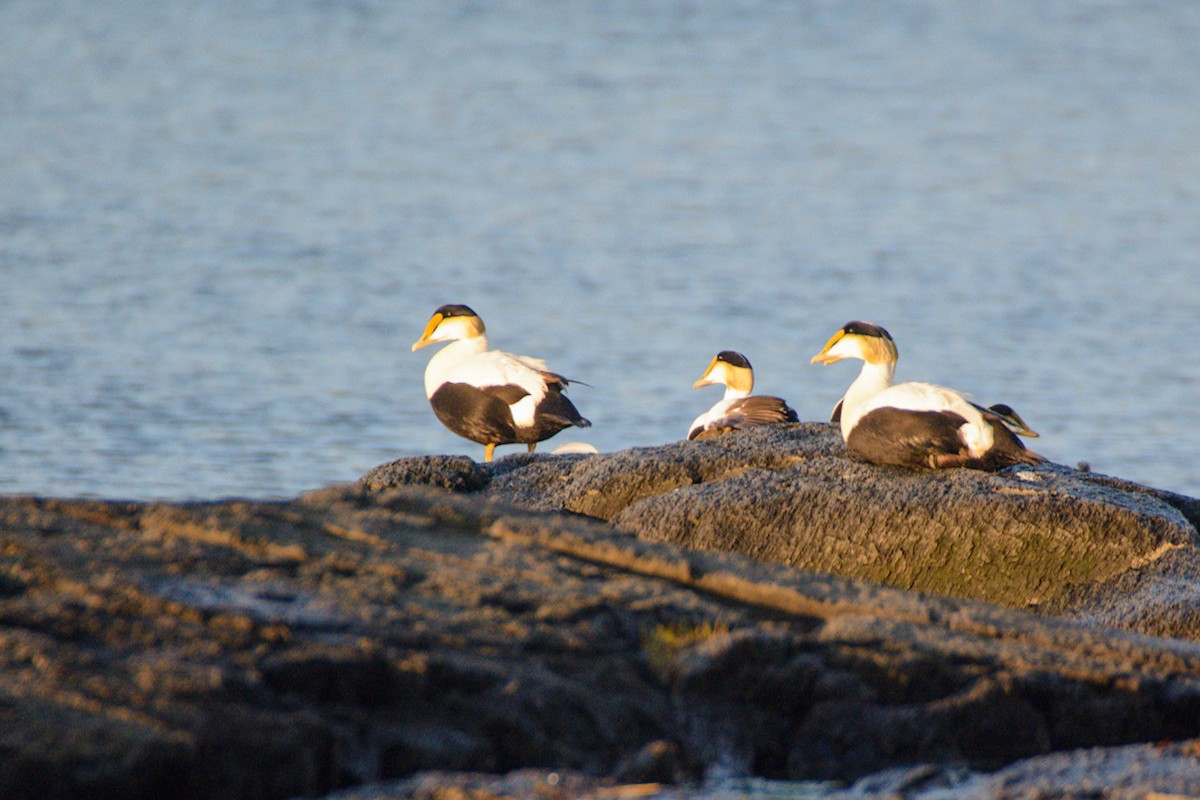 Common Eider - ML637486786