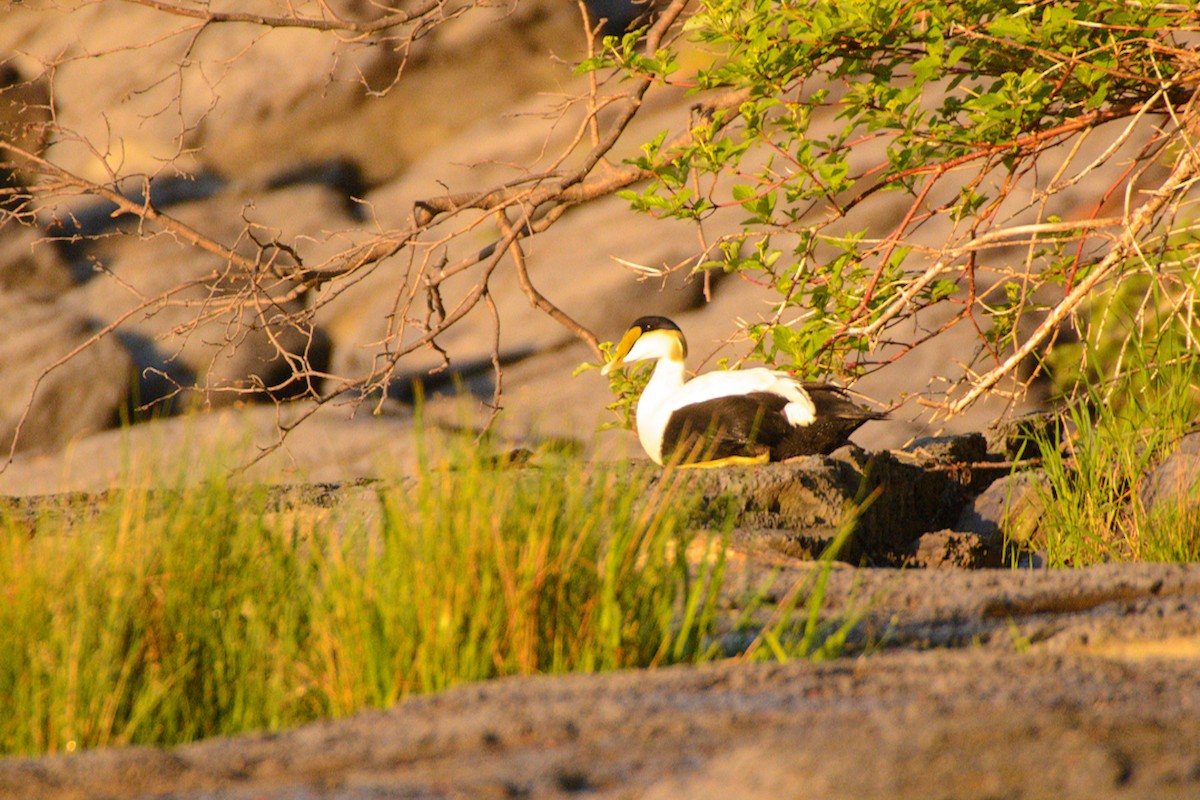 Common Eider - ML637486787