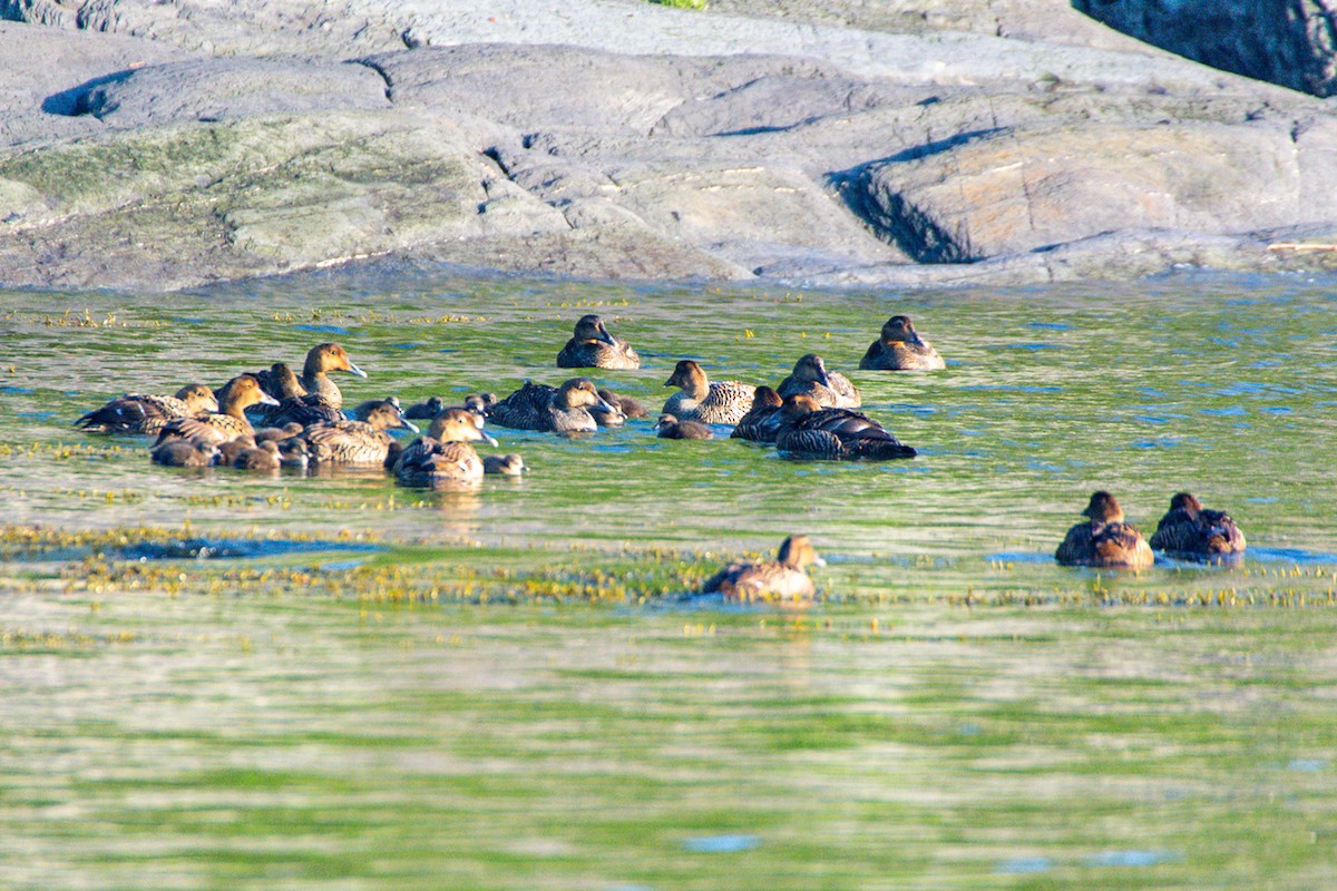 Common Eider - ML637486788