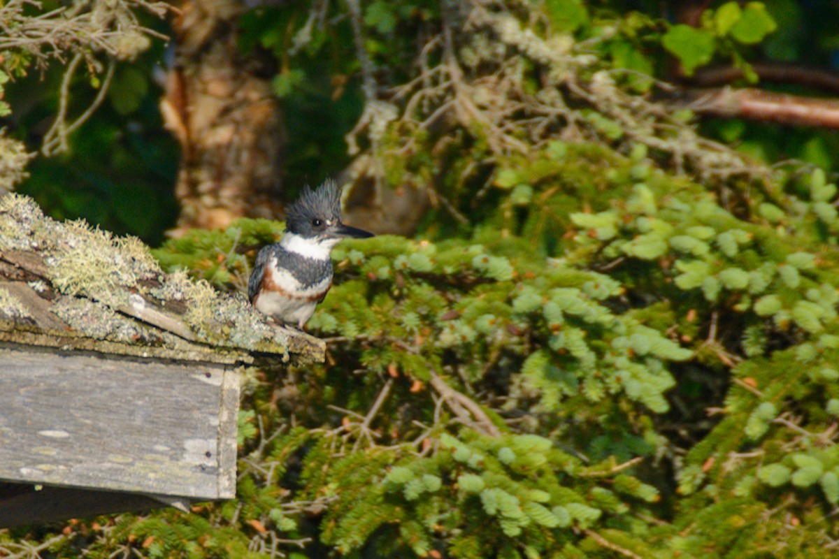 Belted Kingfisher - ML637486804