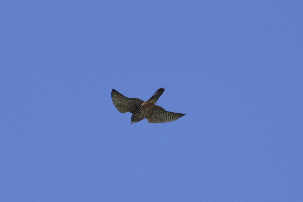 New Zealand Falcon - ML637486807
