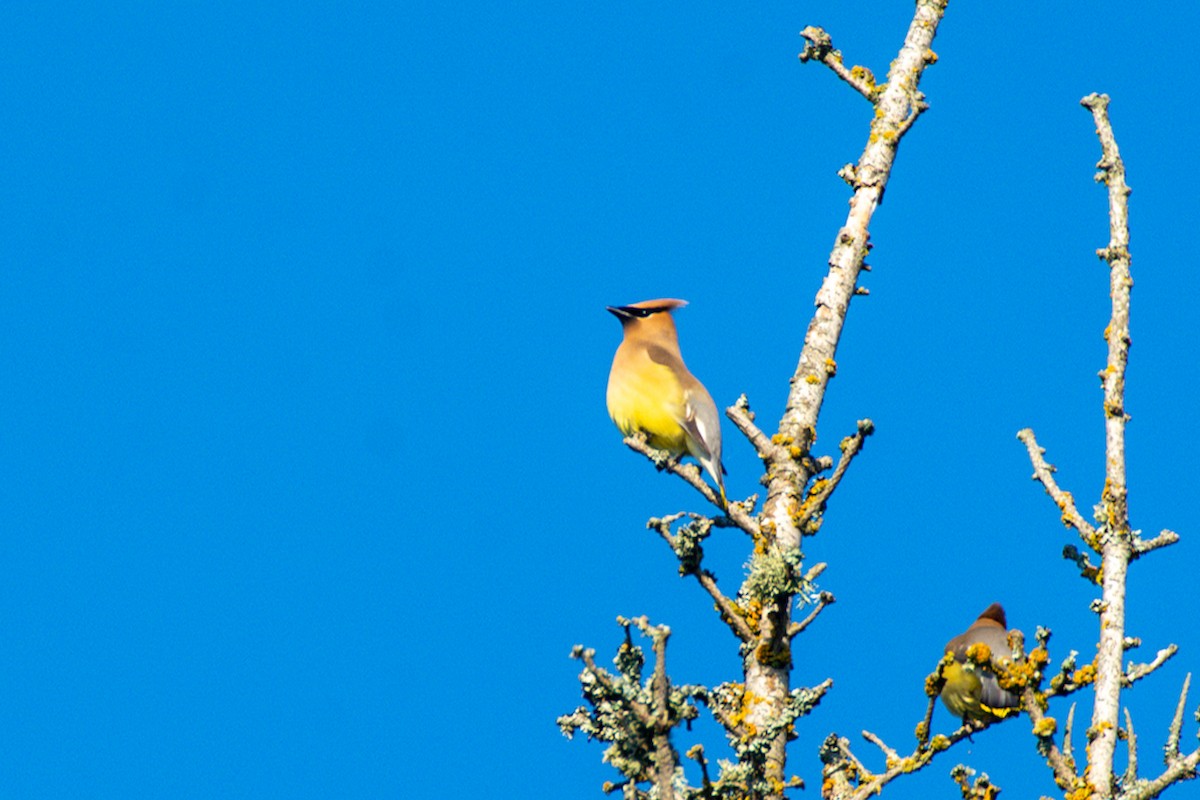 Cedar Waxwing - ML637486811