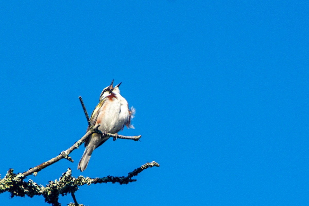 Chestnut-sided Warbler - ML637486818