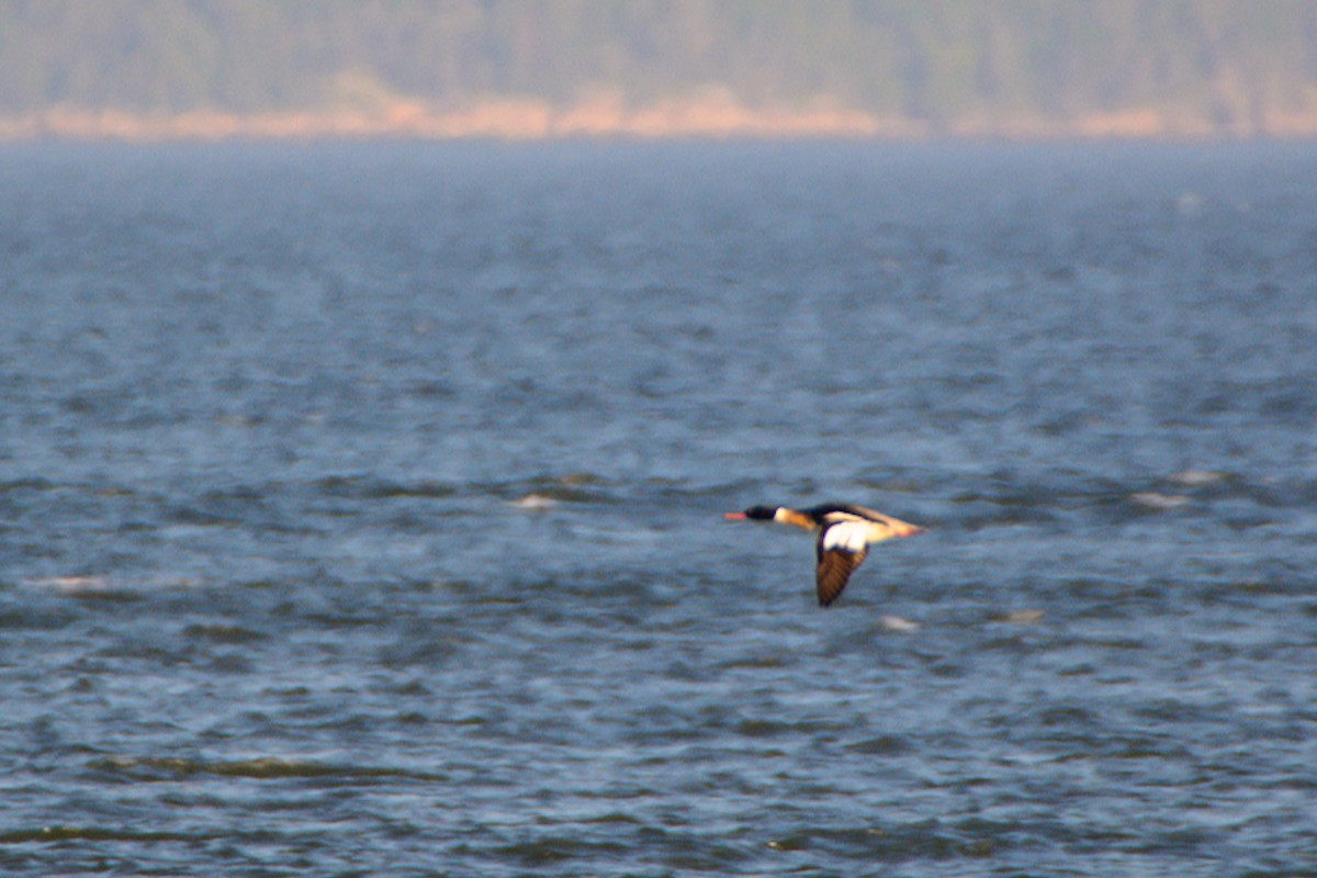 Red-breasted Merganser - ML637486824