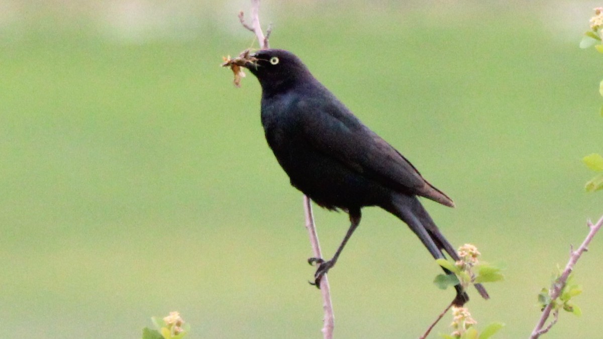 Brewer's Blackbird - ML637486845