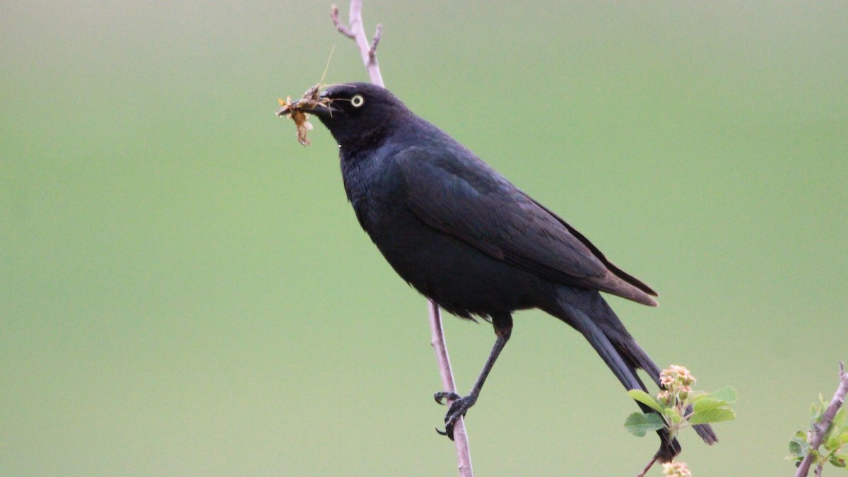 Brewer's Blackbird - ML637486846