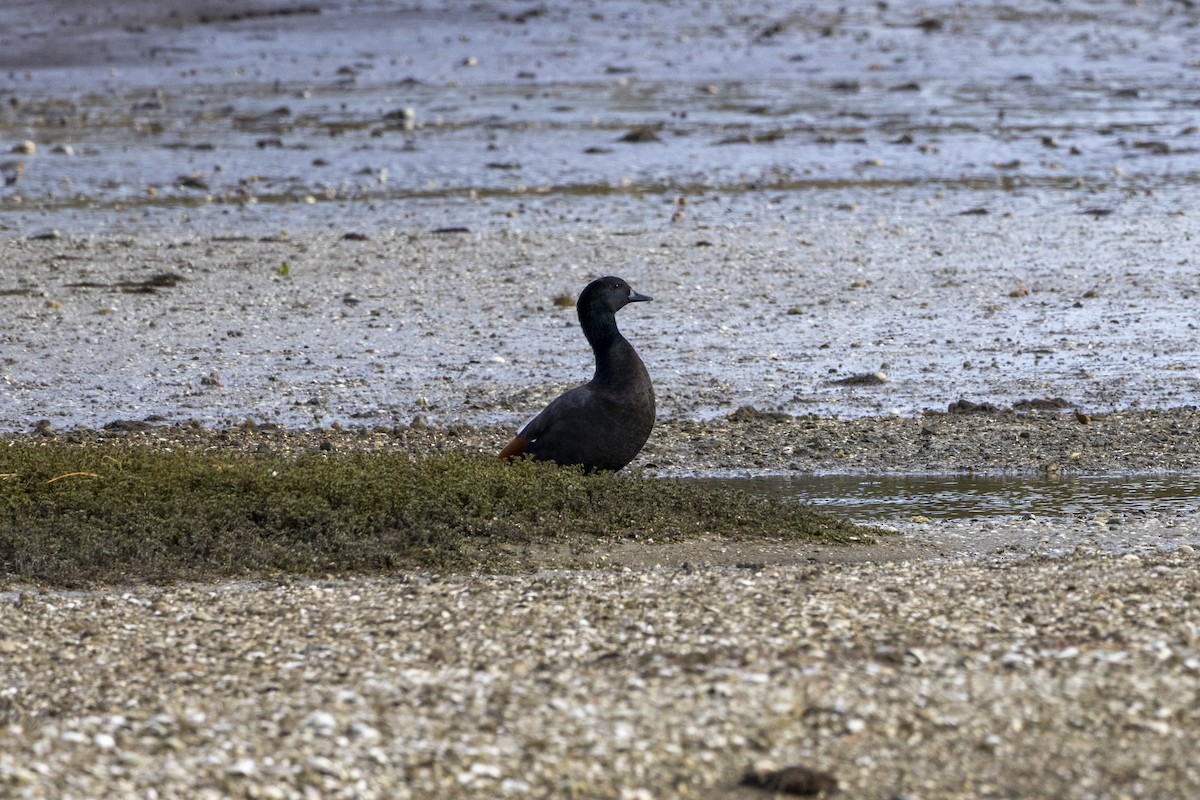 Paradise Shelduck - ML637486899