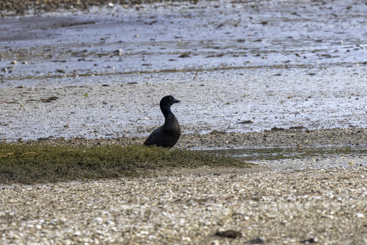 Paradise Shelduck - ML637486902