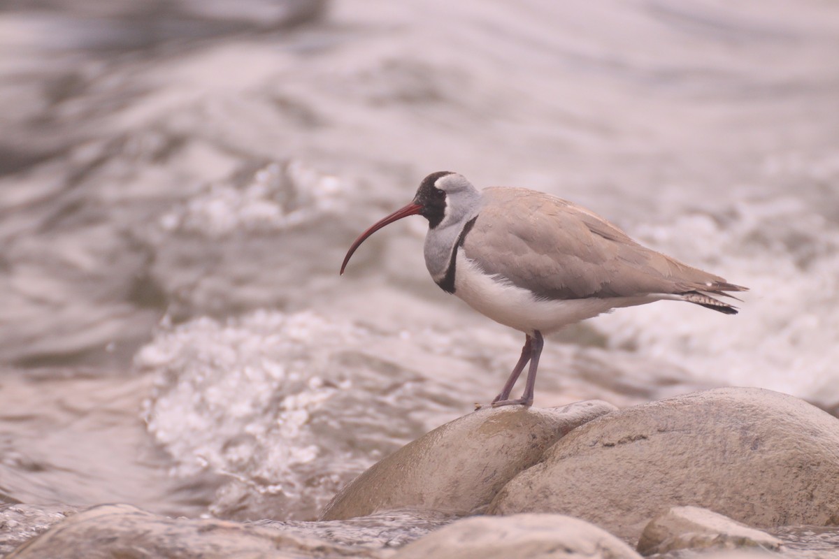 Ibisbill - ML637486940