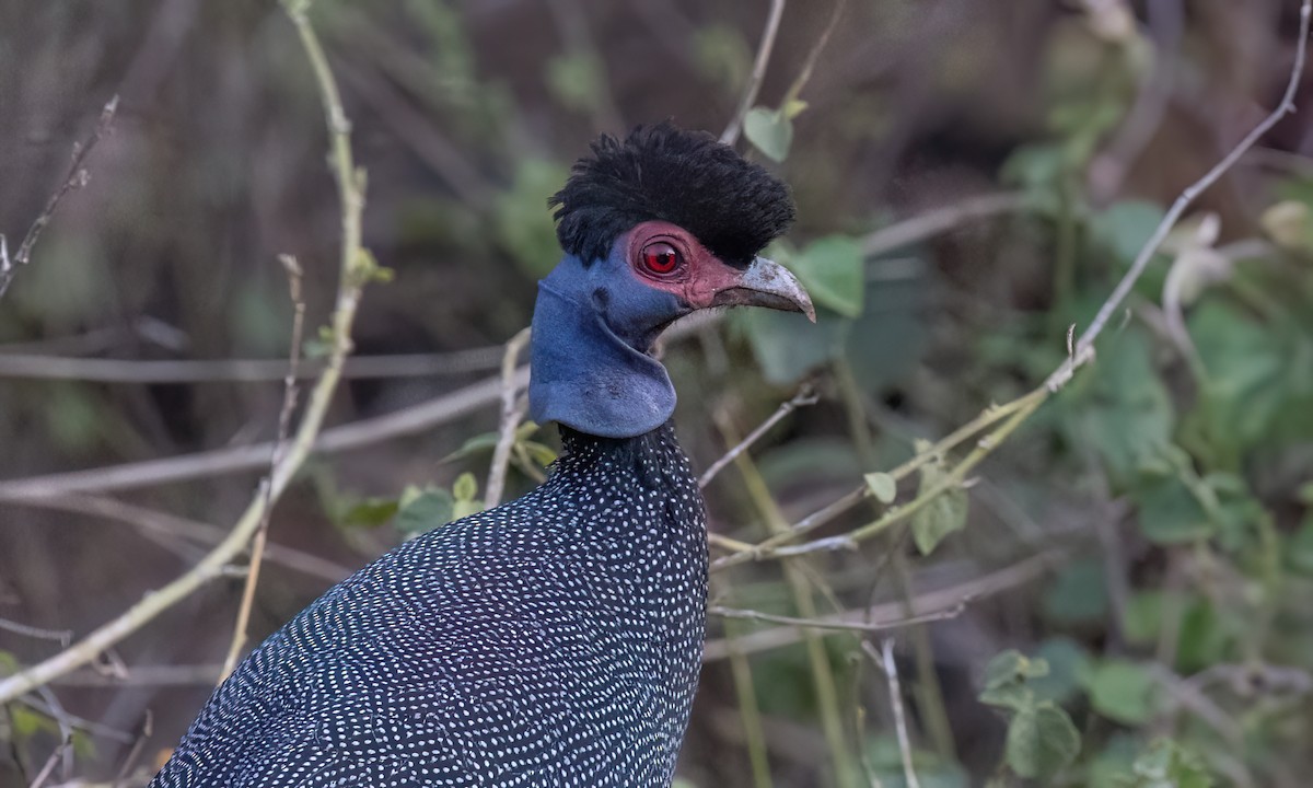 Eastern Crested Guineafowl - ML637486980