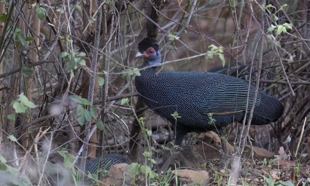 Eastern Crested Guineafowl - ML637486981