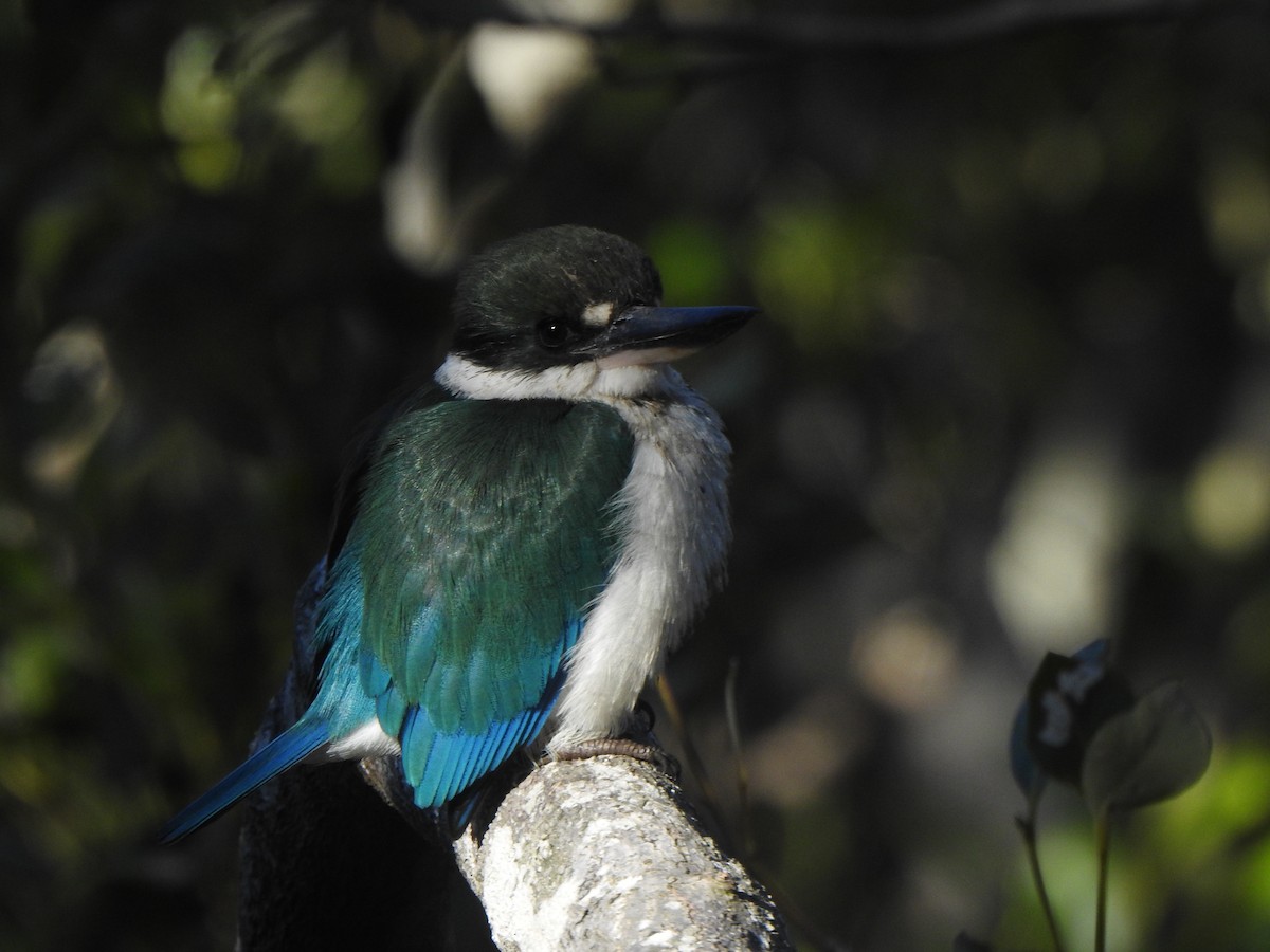 Torresian Kingfisher - ML637486991