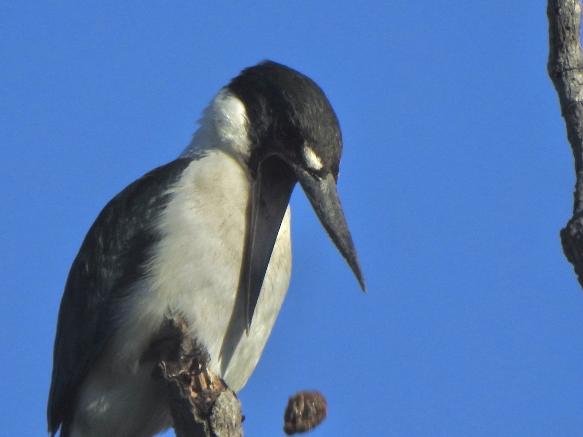 Torresian Kingfisher - ML637486994