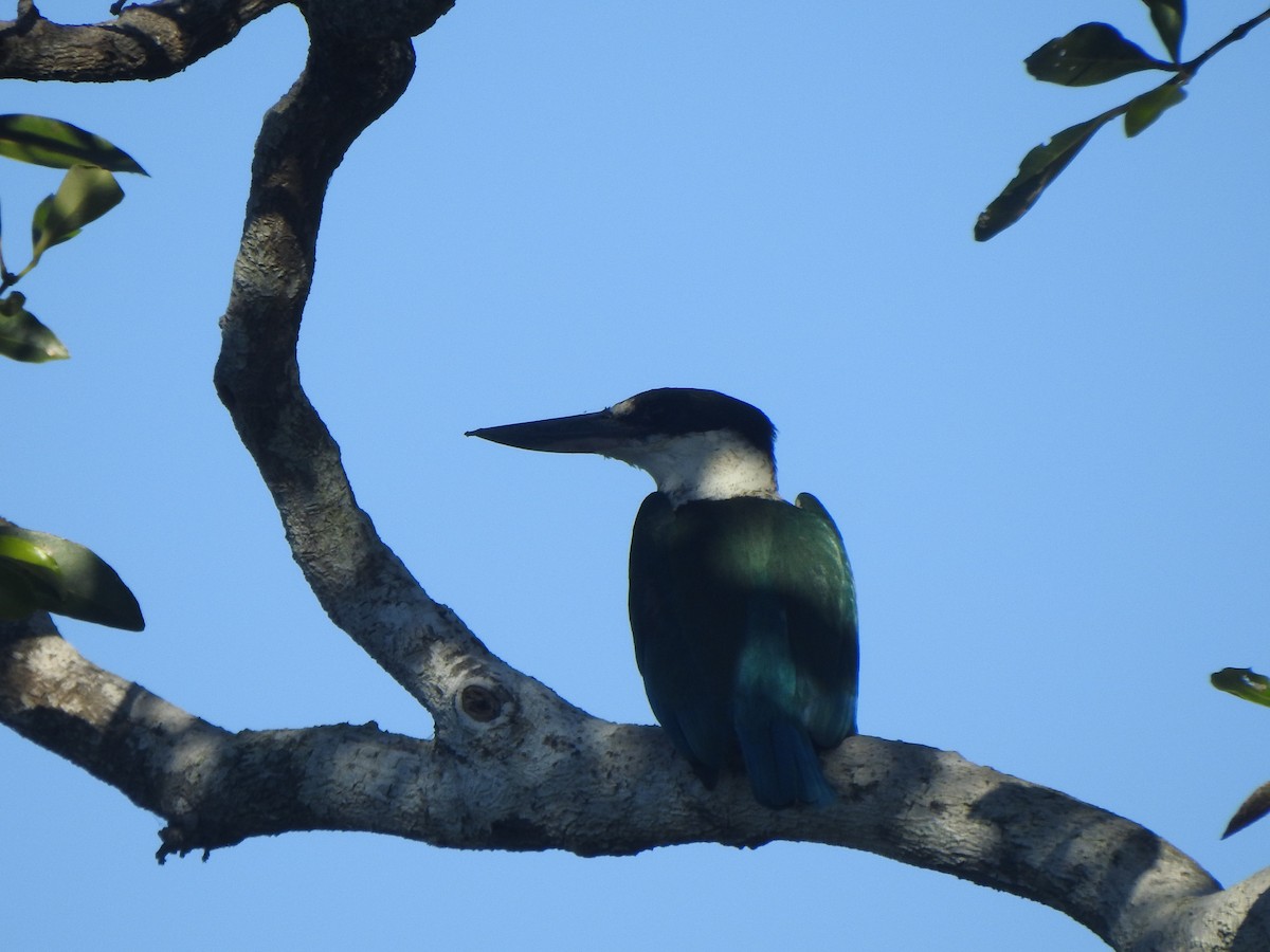 Torresian Kingfisher - ML637486995