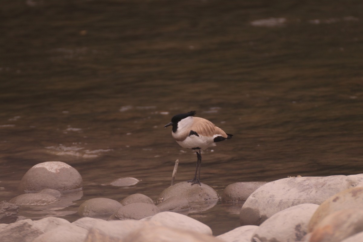 River Lapwing - ML637487002