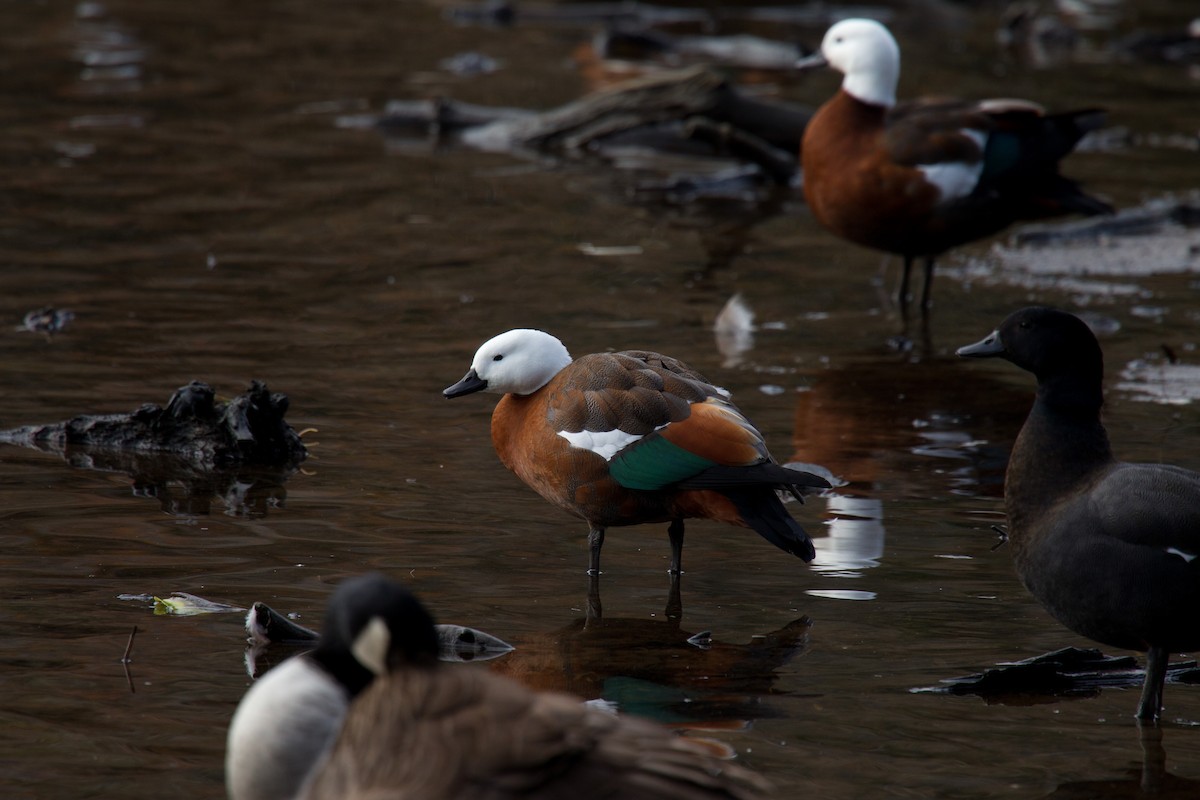 Paradise Shelduck - ML637487007