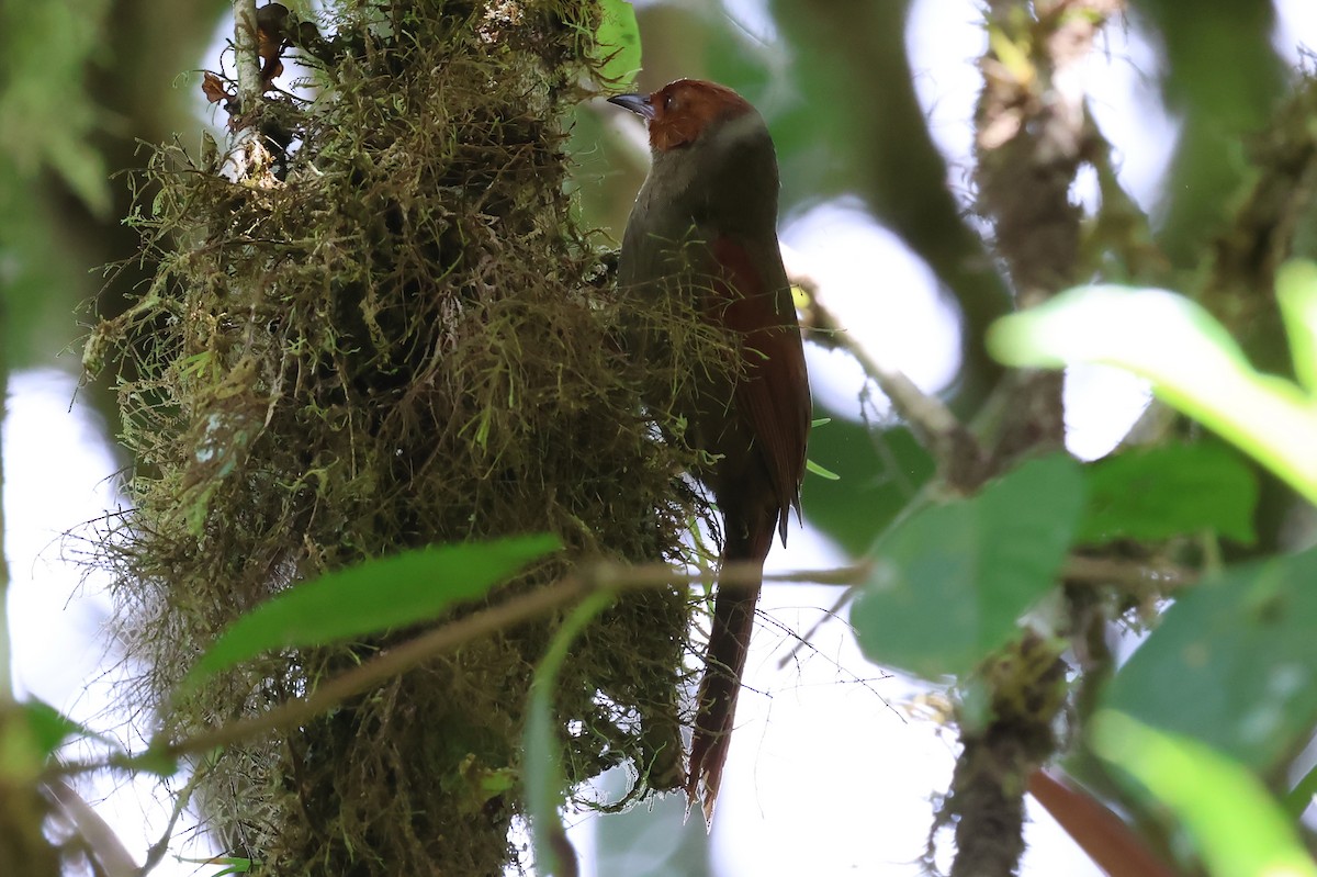 Red-faced Spinetail - ML637487013