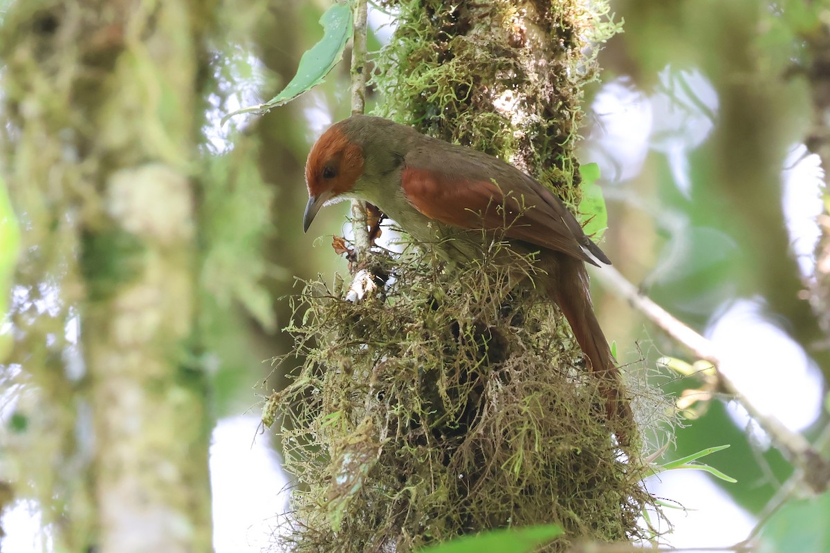 Red-faced Spinetail - ML637487014