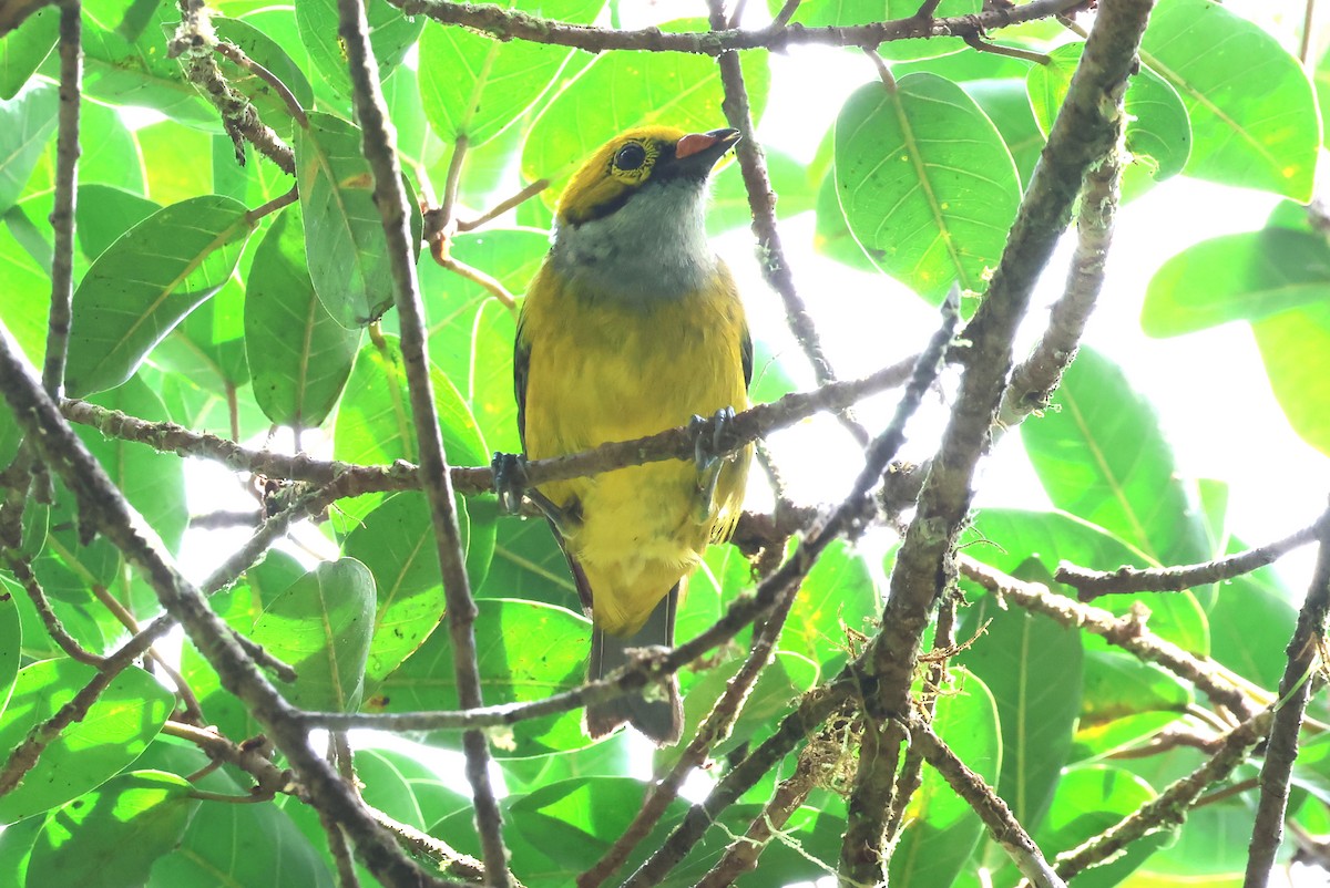 Silver-throated Tanager - ML637487018