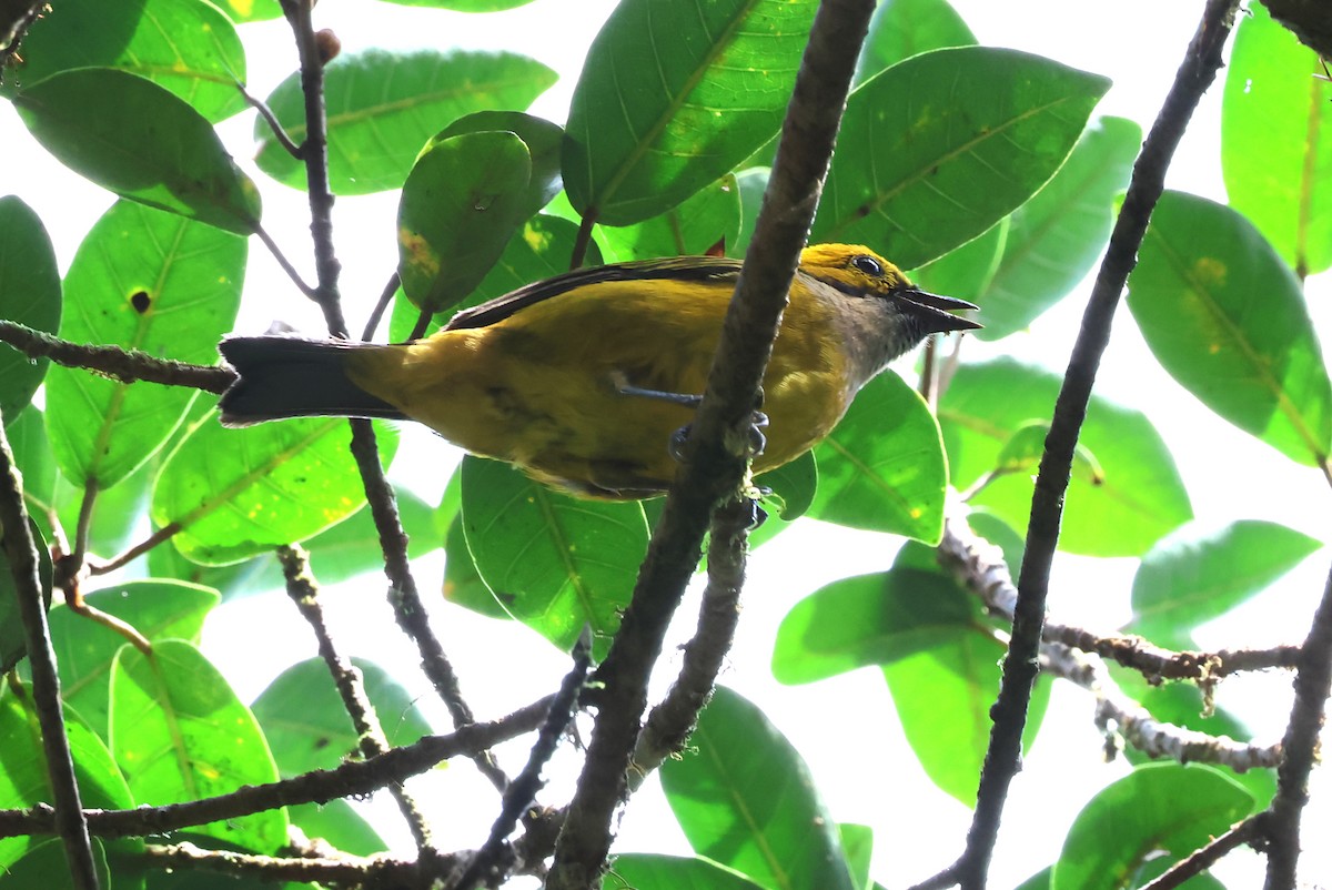 Silver-throated Tanager - ML637487019
