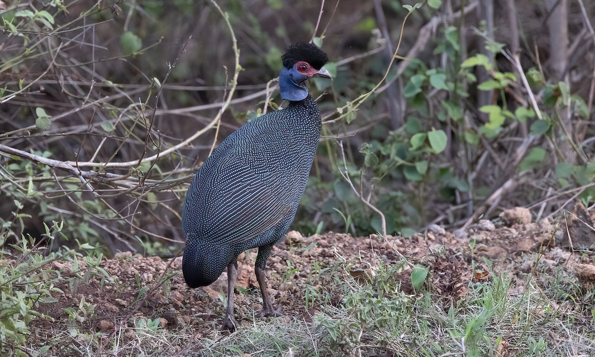 Eastern Crested Guineafowl - ML637487071