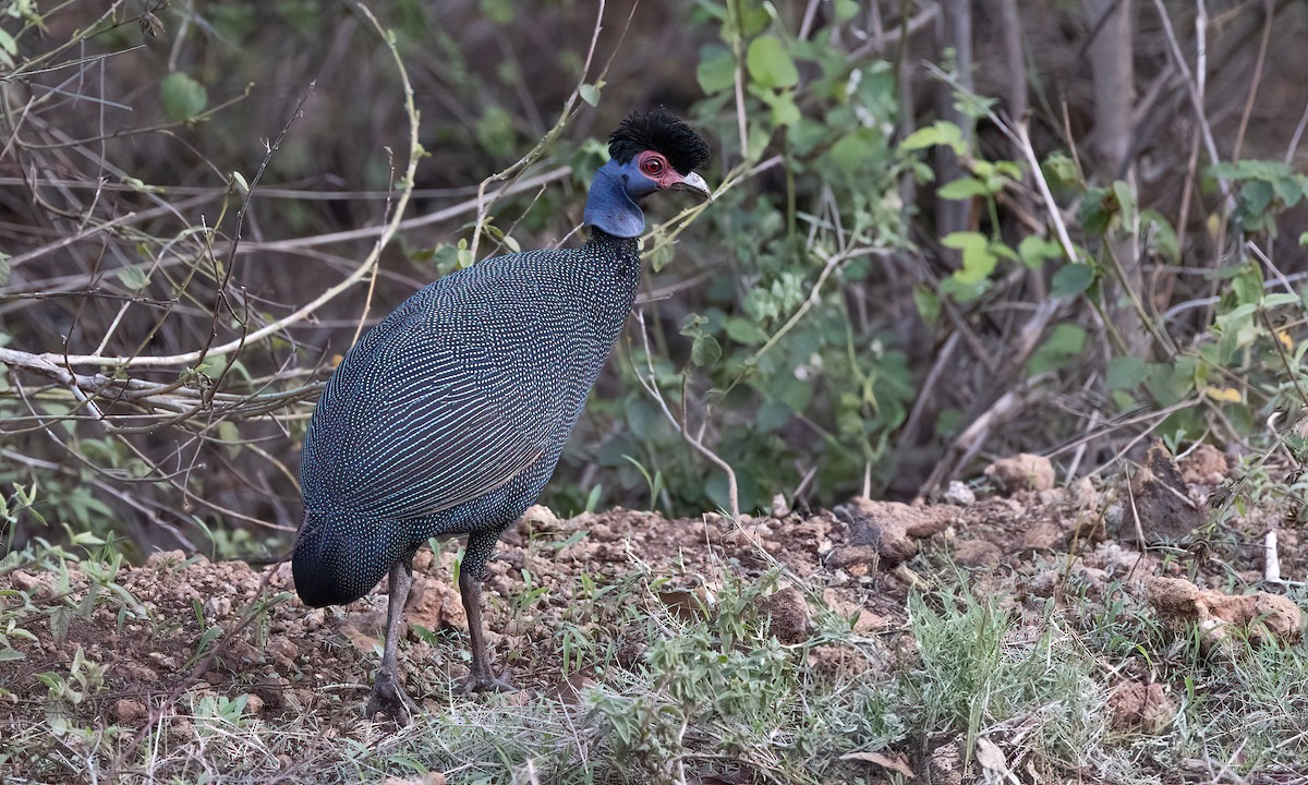 Eastern Crested Guineafowl - ML637487072