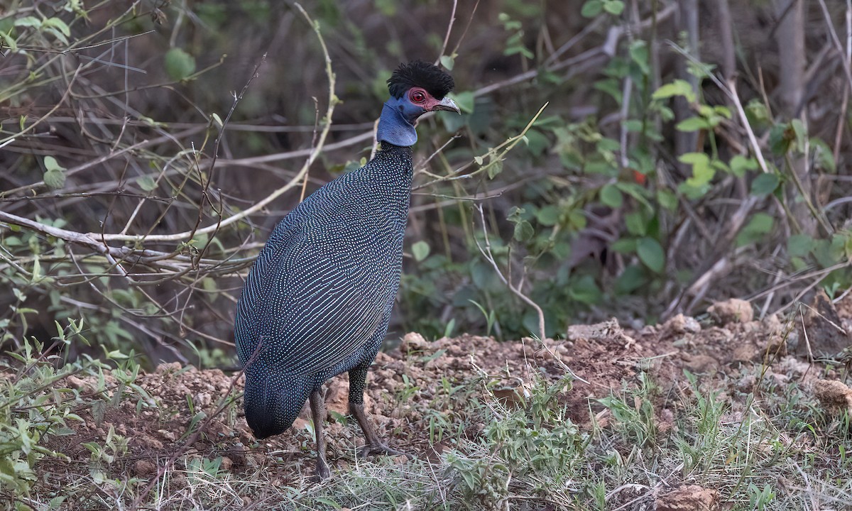 Eastern Crested Guineafowl - ML637487073