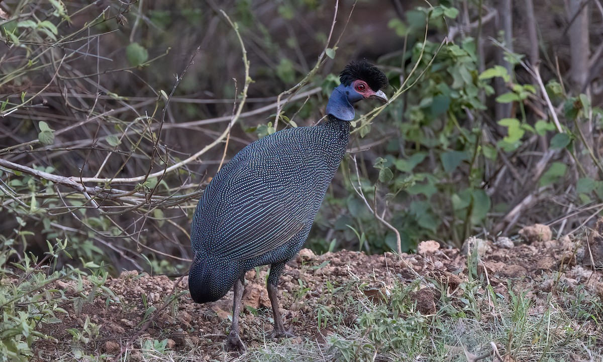 Eastern Crested Guineafowl - ML637487074