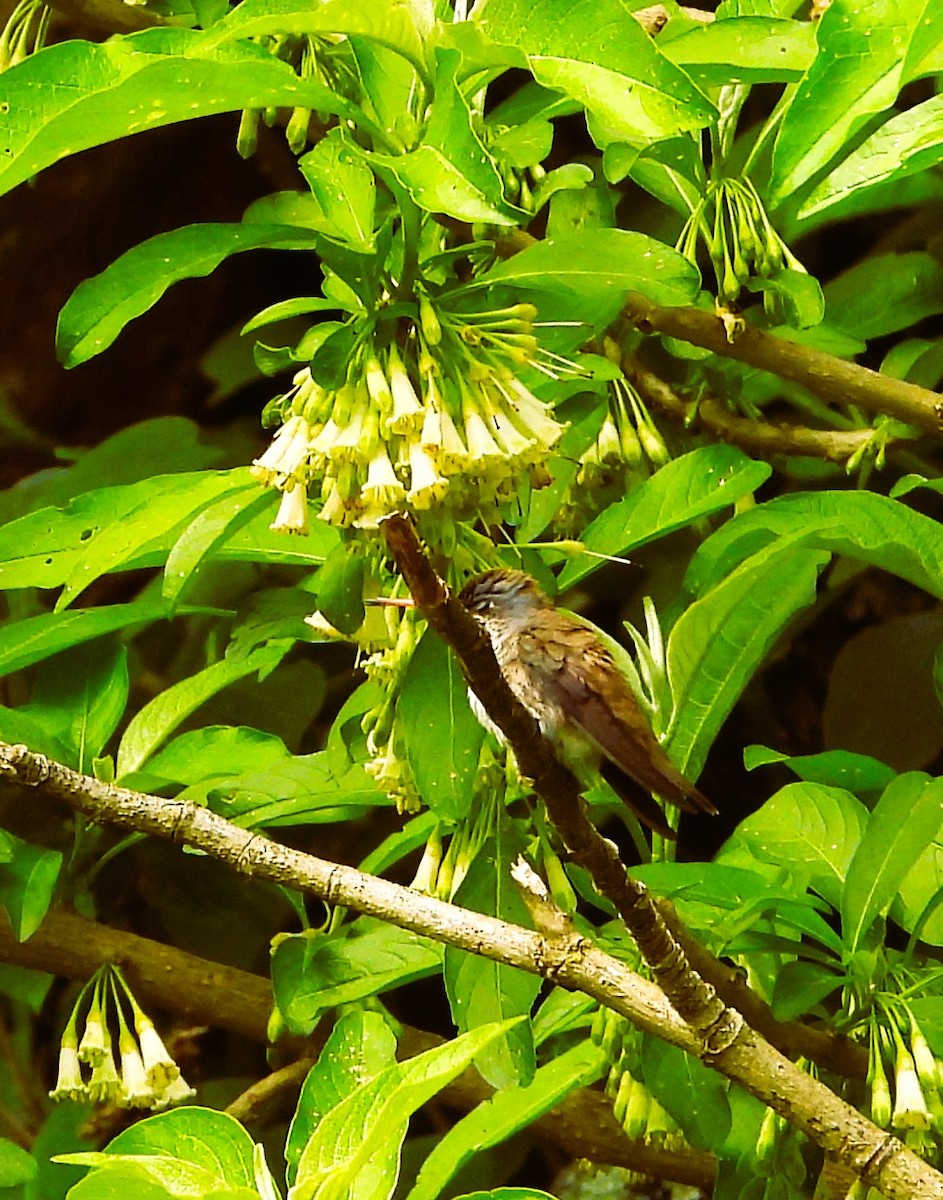 Violet-crowned Hummingbird - ML637487098