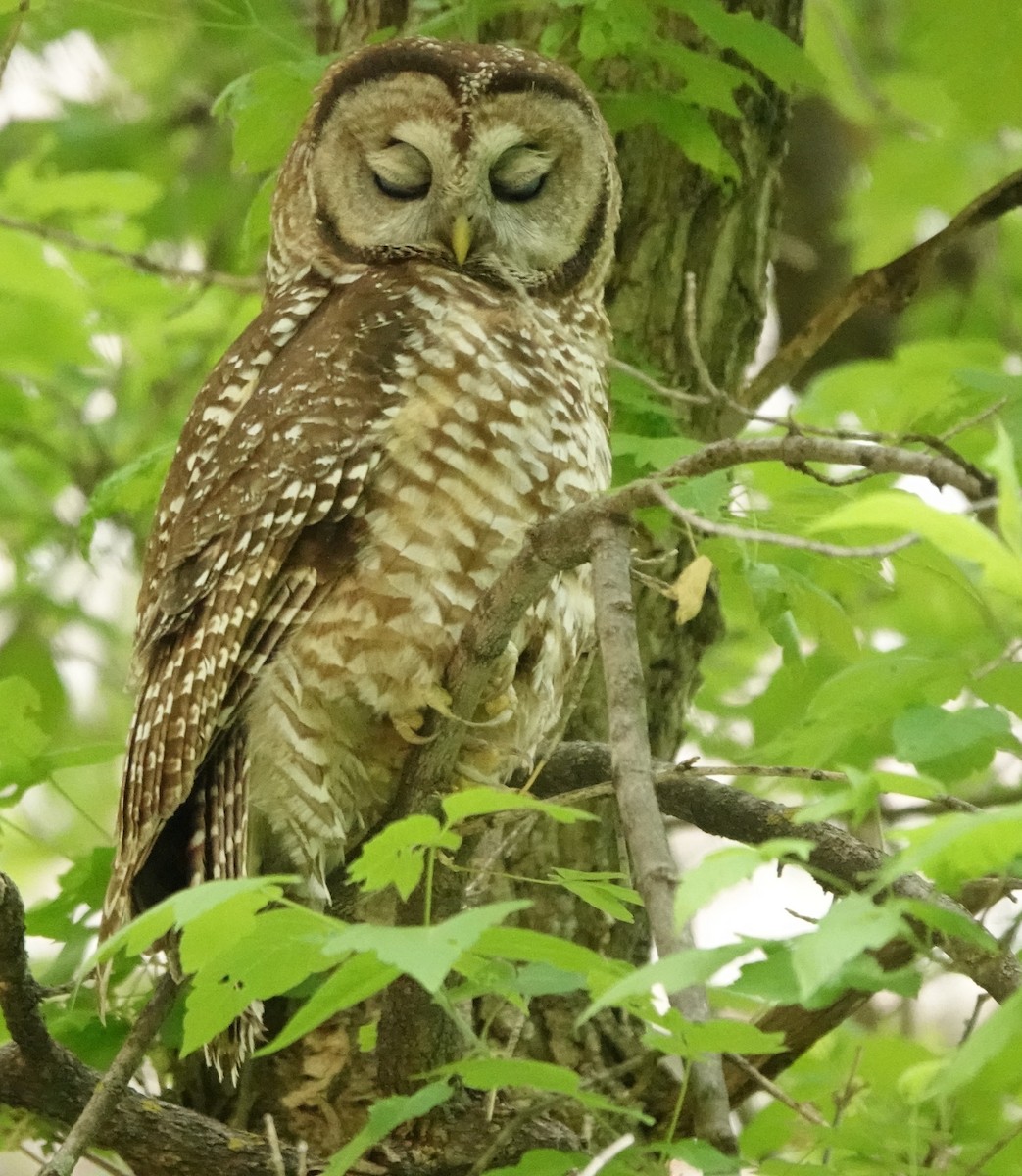 Spotted Owl (Mexican) - ML637487108