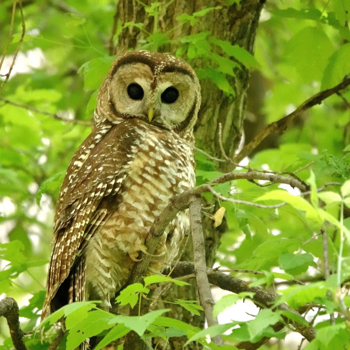 Spotted Owl (Mexican) - ML637487109