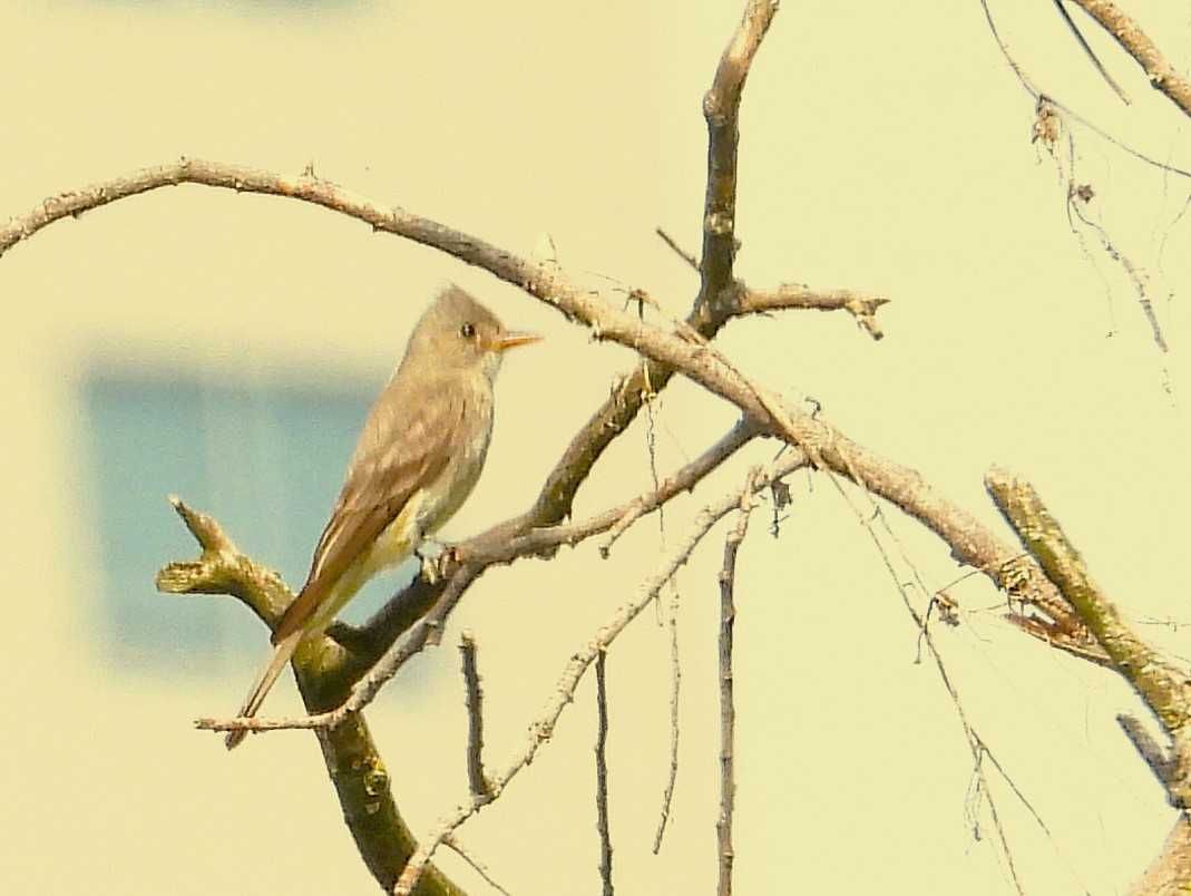 Greater Pewee - ML637487153