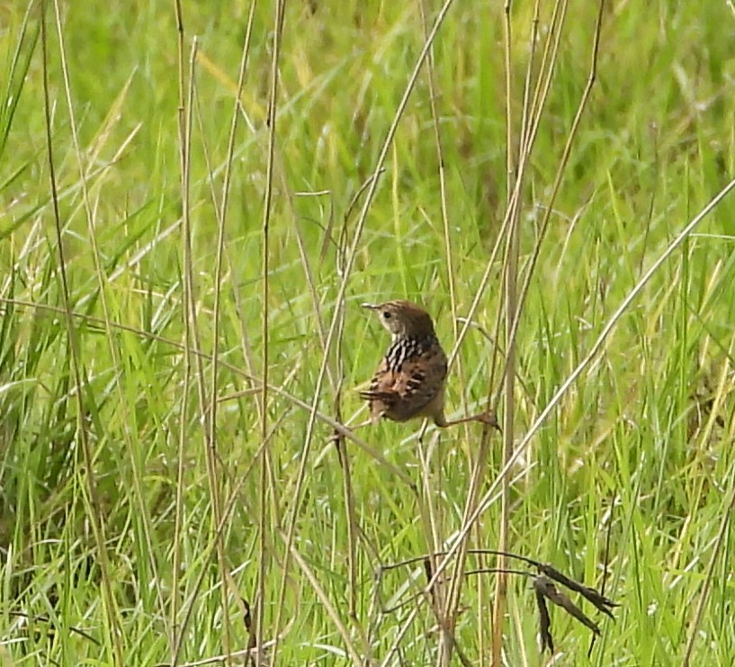 wren sp. - ML637487163