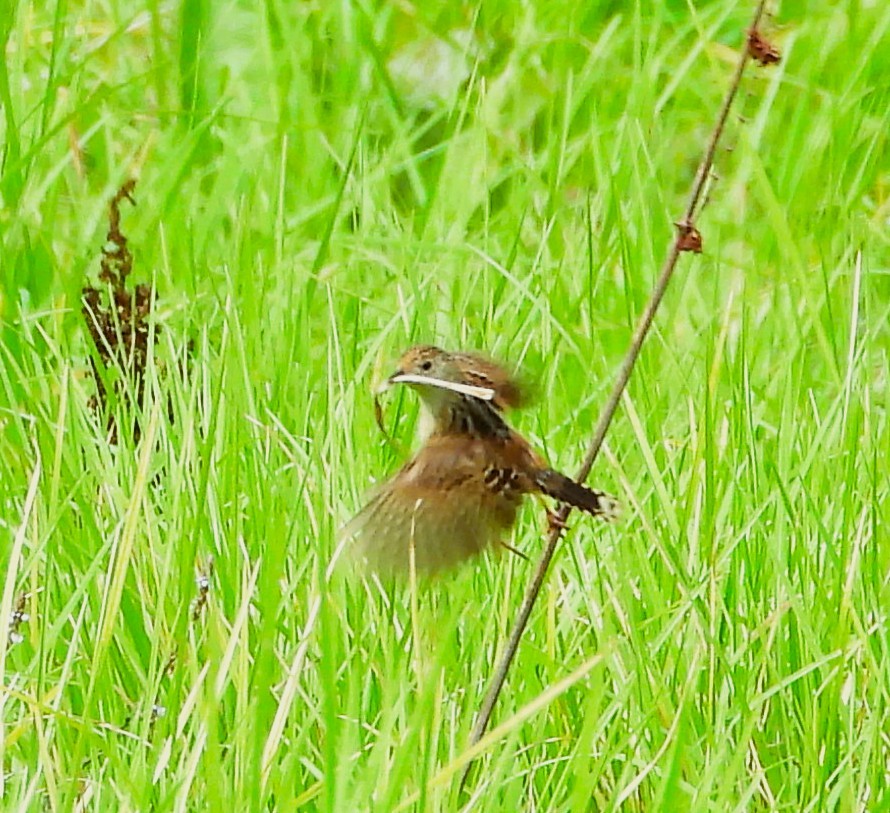 wren sp. - ML637487165