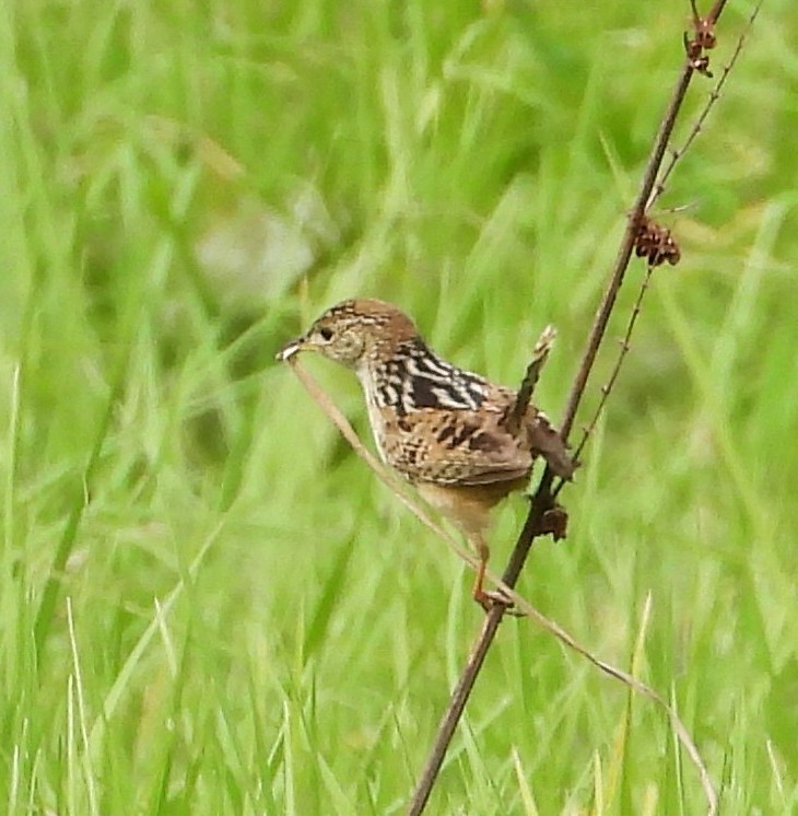 wren sp. - ML637487166