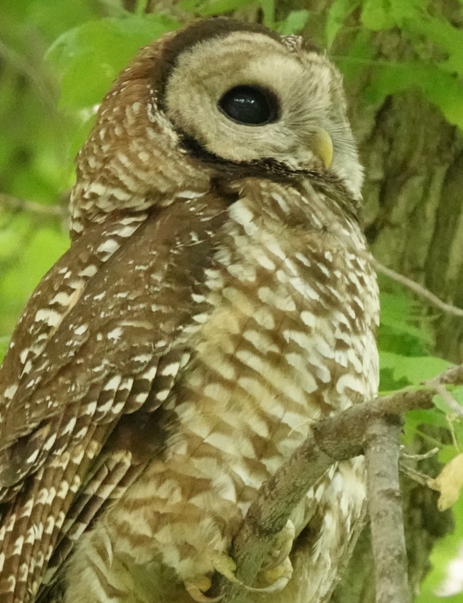 Spotted Owl (Mexican) - ML637487185
