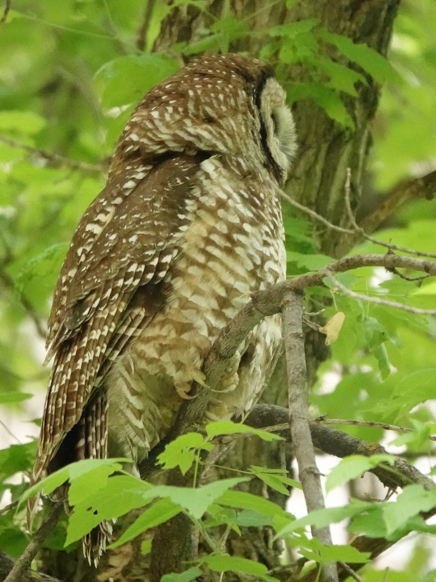 Spotted Owl (Mexican) - ML637487186